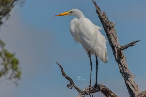 Image of an egret perched on a branch inside the entrance of Pinckney Nature Preserve.