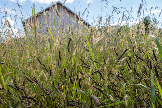 photographic image of a barn peeking through a summer field